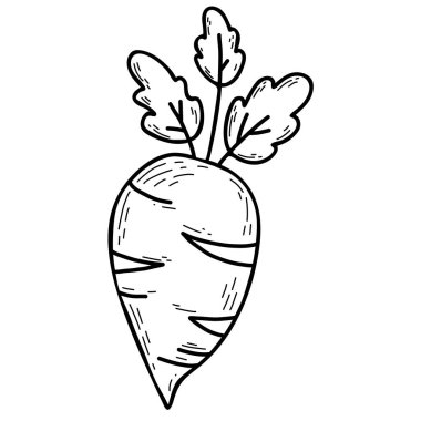 Sebze kökü. Yapraklı dekoratif büyük şalgam. Vektör çizimi. elle çizilmiş çizgi çizimi, tasarım ve dekorasyon, menü tasarımı ve tarifleri