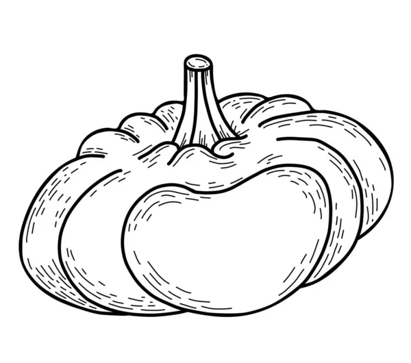 Vegetable Big Pumpkin Vector Illustration Linear Hand Drawn Autumn Vegetable — Stock Vector