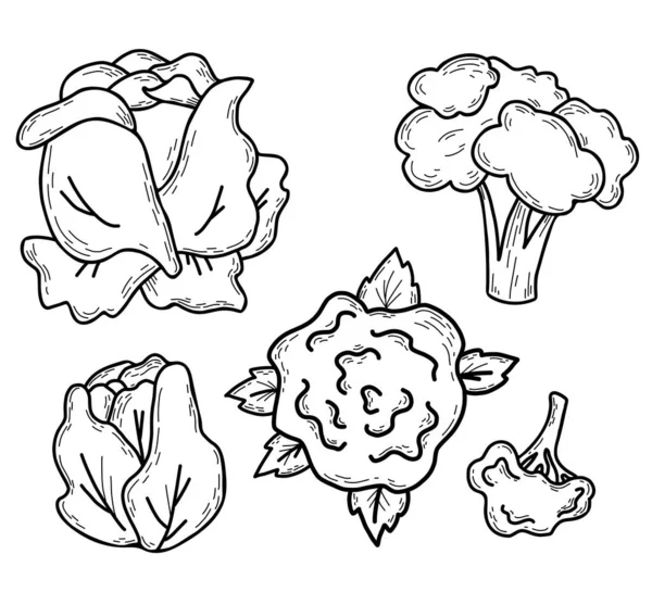 Cabbage vector mano dibujado conjunto. Hermosa verdura blanca, brócoli y coliflor. Ilustración vectorial. Estilo de garabato dibujado a mano lineal para diseño, decoración, decoración y menú — Vector de stock