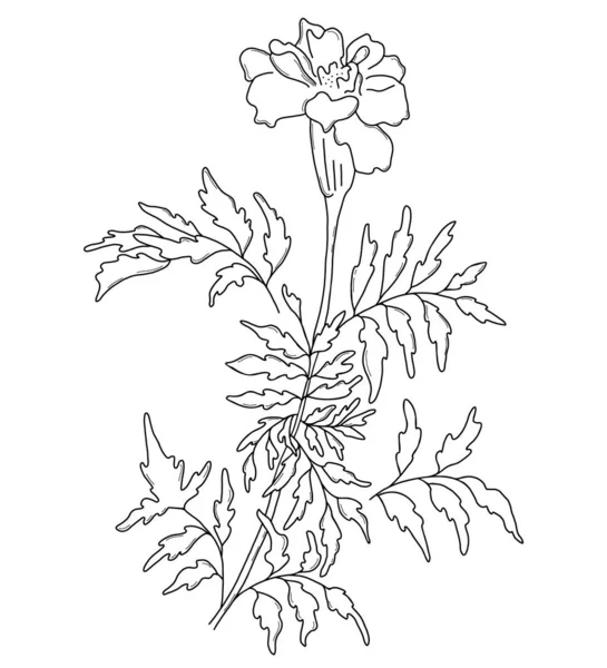 Bellissimo fiore. ramo con calendula fiorita con foglie. Illustrazione vettoriale. Disegno lineare a mano, schizzo di pianta stagionale. — Vettoriale Stock