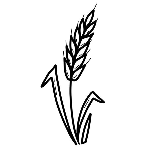 Planta Spikelet com folhas. Trigo. Ilustração vetorial. Mão desenhada em estilo doodle. Para design, decoração e decoração. — Vetor de Stock