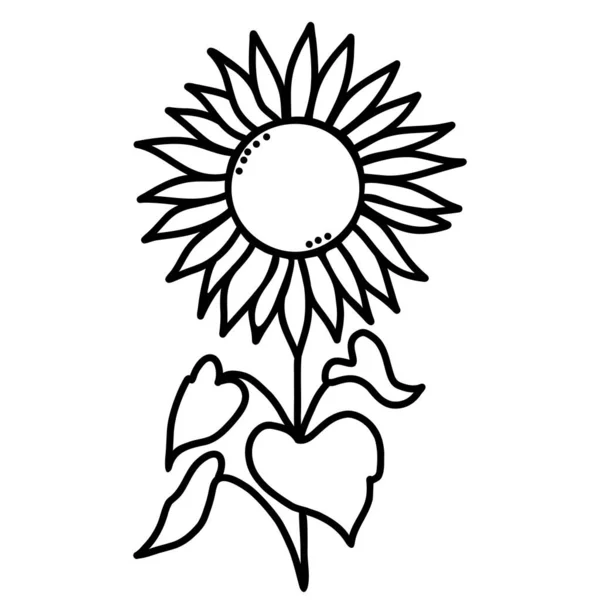 Een plant. Mooie bloeiende zonnebloem met bladeren. Vector illustratie. Met de hand getekend in doodle stijl. Voor ontwerp, inrichting en decoratie — Stockvector