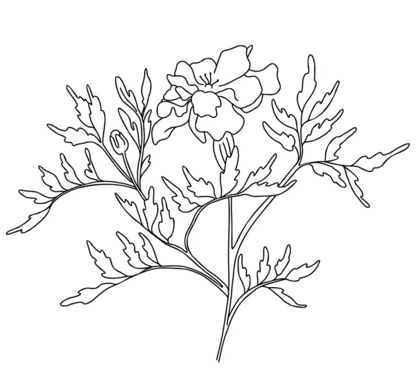 Belle Fleur Branche Avec Souci Fleuri Avec Feuilles Illustration Vectorielle — Image vectorielle