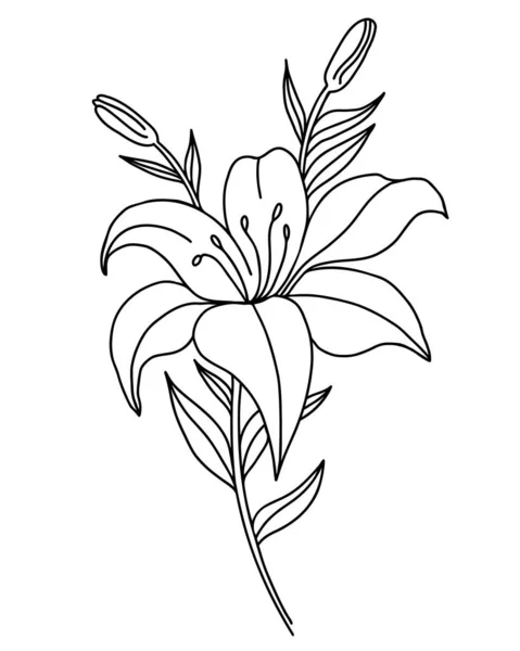 ユリの花の黒い輪郭 花や蕾で分枝します 白を基調としたベクトルイラスト デザイン 印刷のための装飾的な植物 — ストックベクタ