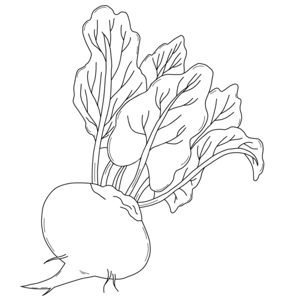 Vegetable Root Beetroot Leaves Vector Illustration Linear Hand Drawing Outline — Vector de stock