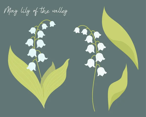 Set Beautiful May Lilies Valley Leaves Vector Illustration Isolated Forest —  Vetores de Stock