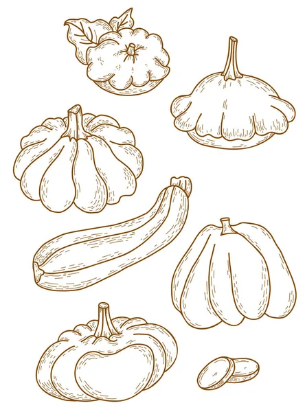 Sebze çizimlerinin vektör kümesi. Balkabağı ve pattison, sebze iliği ve kabak. Vektör çizimi. Özet geç. Tasarım, dekor ve dekorasyon için izole edilmiş el çizimi