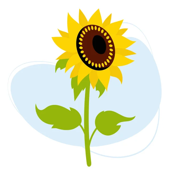 Gyönyörű Virágzó Napraforgó Vektor Illusztráció Mezőgazdasági Üzem Sárga Virág Levelekkel — Stock Vector