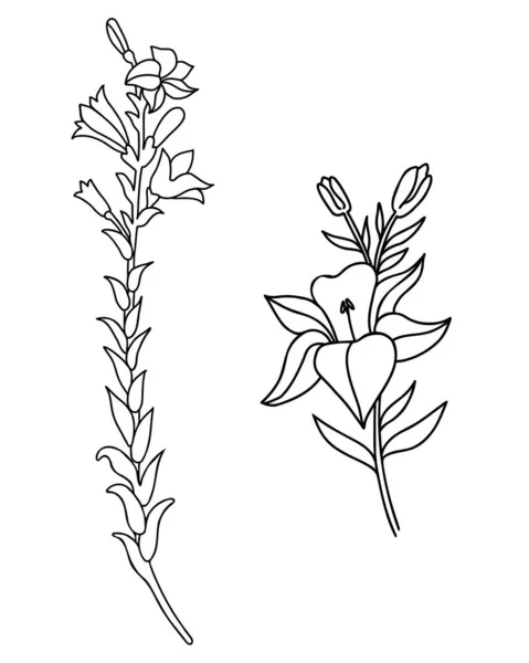 百合花的黑色轮廓.收集大的和小的分枝与花和芽。在白色背景上孤立的向量图解。用于设计、装饰、装饰和印刷的装饰植物. — 图库矢量图片