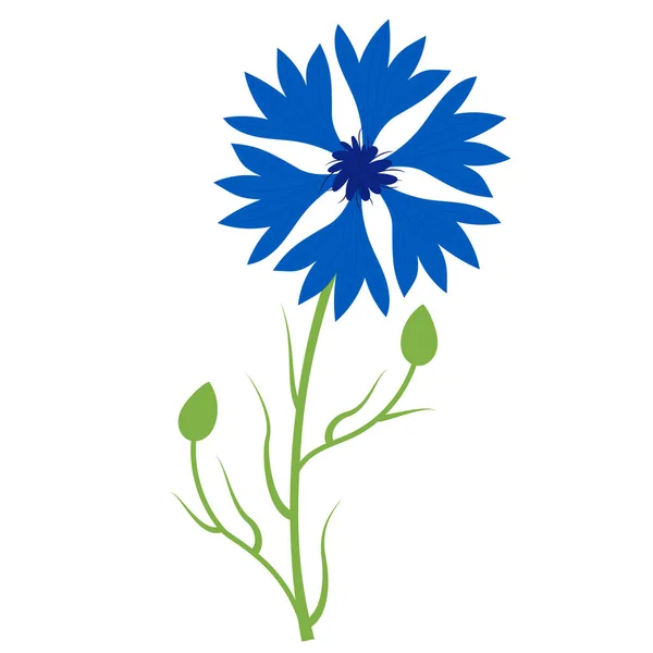 Blue Cornflower Beautiful Flower Buds Vector Illustration Blue Wildflower Design — Vettoriale Stock