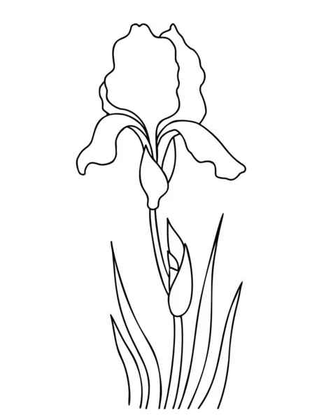Άνθος Άιρις Μπουμπούκι Και Φύλλα Περίγραμμα Εποχιακά Λουλούδια Κήπου Εικονογράφηση — Διανυσματικό Αρχείο