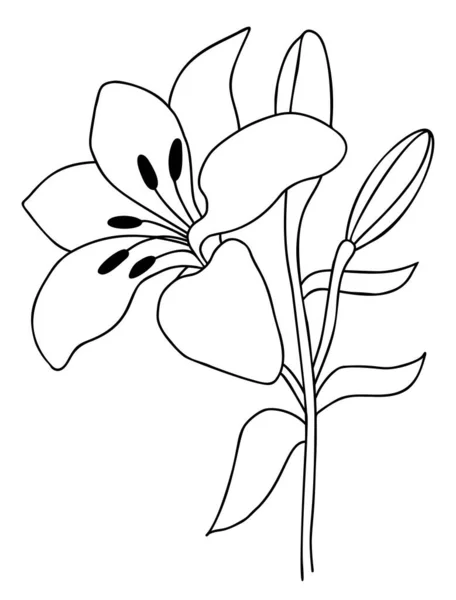 Lily Flower Bud Leaves Vector Illustration Line Hand Drawing Garden — Vettoriale Stock