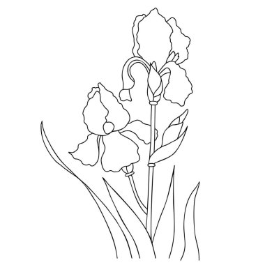 Beautiful iris flower. Branch with blooming iris with leaves. Vector illustration. Linear hand drawing, sketch of seasonal plant For design, decoration, packaging, advertising and printing