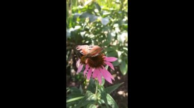 Beautiful red butterfly Peacock eye collects pollen on summer flowers. Wildlife video, macro
