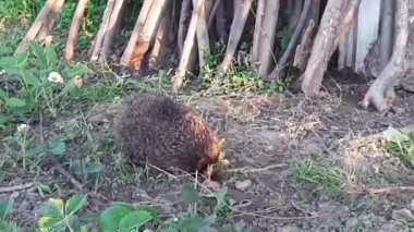 Hedgehog digs ground in search of food. Wildlife. Animal world. Mobile video