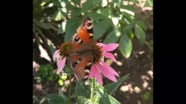 Beautiful  butterfly Peacock eye collects pollen on summer flowers. Wildlife video, macro