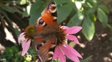 butterfly on summer flower collects pollen. Live nature. Mobile video