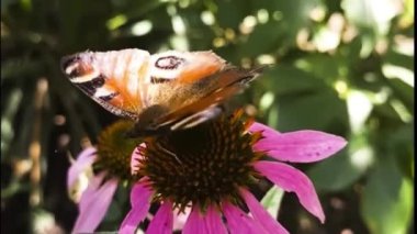butterfly on summer flower collects pollen. Live nature. Mobile video