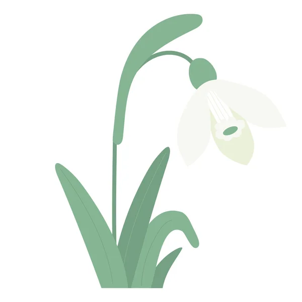 Fiore Bucaneve Con Foglie Dolce Foresta Primavera Bianco Fiore Comune — Vettoriale Stock