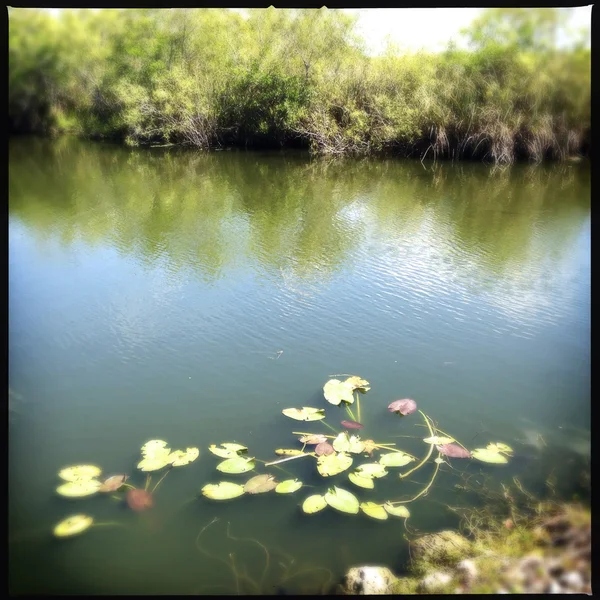 Parque Nacional Everglades en Florida, EE.UU. — Foto de Stock