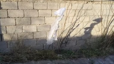 Plastik poşet sarma bitkisi sapı