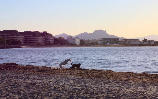 Gün batımında sahilde koşan ve mutlu oynayan iki köpek. Yavru köpek yaz tatilinde denizi keşfediyor. Özgürlük kavramı — Stok fotoğraf