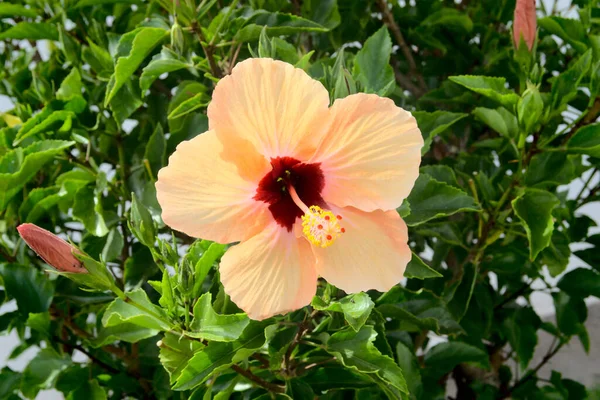 Yellow Hibiscus Bloom Green Leaves Malvaceae High Quality Photo — Foto de Stock