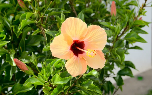 Orangefarbener Hibiskus Blüte Mit Grünen Blättern Malvaceae Hochwertiges Foto — Stockfoto