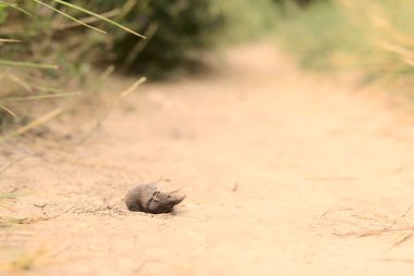 Detail of dead mouse in a foot path in the countryside due to heat stroke, brown pale color background. Horizontal landscape with copy space. Concept death. High quality photo