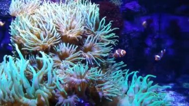 Deniz şakayığı mercan resifinde palyaço balığı. Mavi akvaryumla su altında yüzen amonyak balığı grubu. Yüksek kaliteli FullHD görüntüler