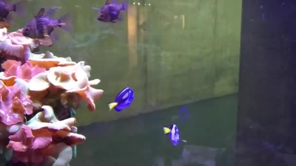 副鼻腔炎の肝 サンゴのサンゴ礁と水族館でロイヤルブルーの外科医魚水泳 高品質のフルHd映像 — ストック動画