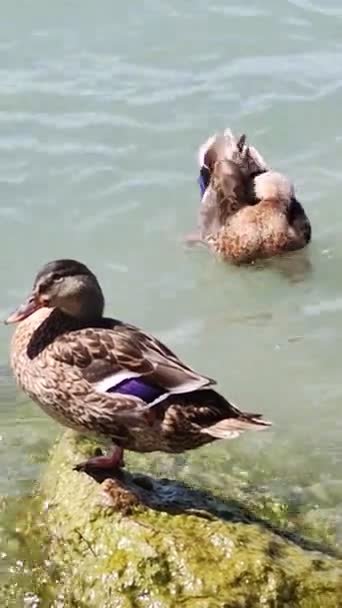 Patos Lago Garda Itália Dois Patos Banham Sol Pato Senta — Vídeo de Stock