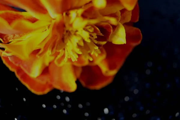金黄色的花在秋天的黑色背景上 宏观摄影 宏观摄影 水滴在黑暗的背景上 — 图库照片