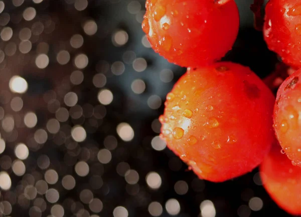 Baga Rowan Outono Brilhante Fundo Preto Com Gotas Chuva Macro — Fotografia de Stock