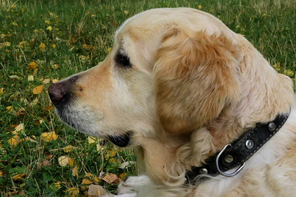 Hunderasse Golden Retriever Auf Einem Hintergrund Aus Grünem Gras Freien — Stockfoto