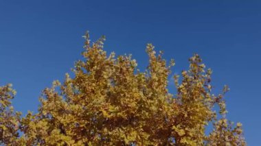 Ağaç Genç meşesi, sonbaharda sarı yapraklarla şehir dışında sıcak bir günde mavi gökyüzüne karşı. İnsansız güneşli bir günde köyde. 