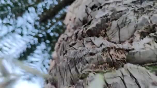 Egy Pálmafa Kérge Lombozat Kék Hátterével Szemben Olaszországban Nyáron — Stock videók