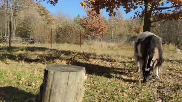 秋天温暖的一天 山羊在花园里吃草 背景是一棵橡树和蓝色的斯克 — 图库视频影像