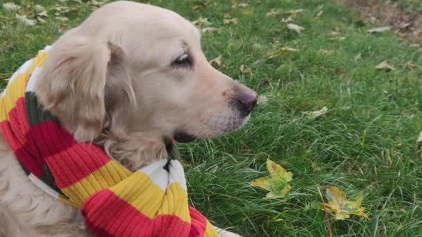 秋天温暖的一天 一只披着围巾的拉布拉多犬躺在绿草上 花园里有黄叶 一条披着温暖的彩色围巾的狗 一只漂亮的狗环顾四周 秋天温暖的一天 — 图库视频影像