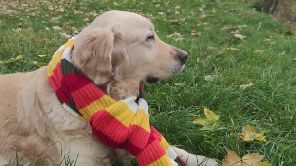 犬の黄金の取得 暖かいスカーフを持つラブラドールは暖かい日に秋に庭に黄色の葉を持つ緑の草の上にあります — ストック動画