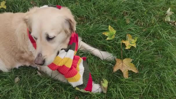 在一个温暖的秋天 狗品种金黄色的猎犬躺在绿色的草地上 花园里有黄色的叶子 一条披着温暖的彩色围巾的狗 — 图库视频影像