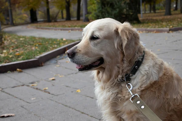 Dog Golden Retriever Auf Dem Hintergrund Des Parks Herbst Außerhalb — Stockfoto