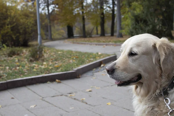 Hund Labrador Golden Retriever Auf Dem Hintergrund Des Parks Herbst — Stockfoto
