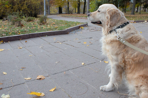 Dog golden retriever, Labrador on the background of the park in the fall outside the city.