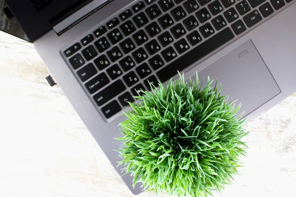Top View Zöld Mesterséges Virágcserép Egy Modern Vékony Laptop Alumínium — Stock Fotó