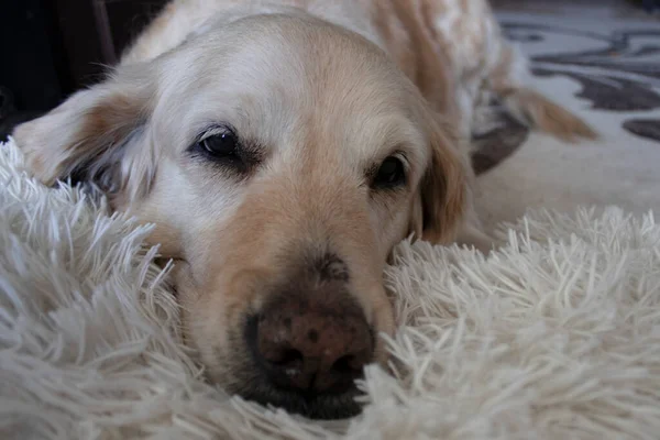 Schlafender Hund Golden Retriever Tagsüber Auf Einem Weißen Kissen Hause — Stockfoto