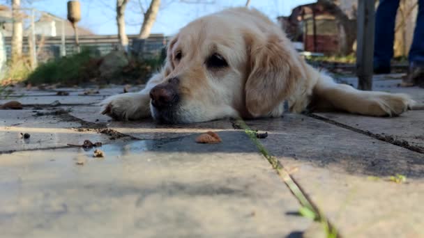 Hund Golden Retriever Vilar Utanför Staden Solig Dag — Stockvideo