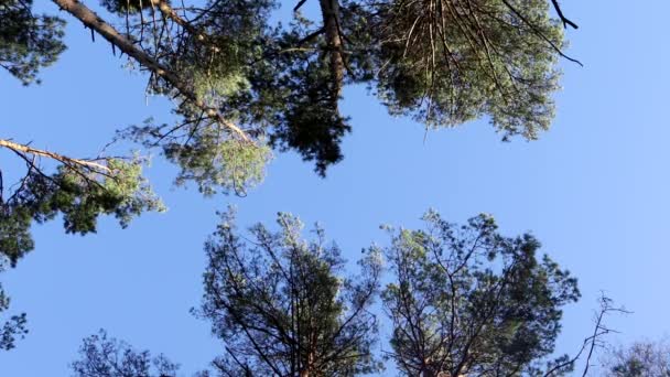 在阳光灿烂的日子里 森林里的松树树梢在蓝天的映衬下 — 图库视频影像