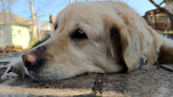 Hund Golden Retriever Rasen Ligger Gatan Varm Solig Dag — Stockvideo