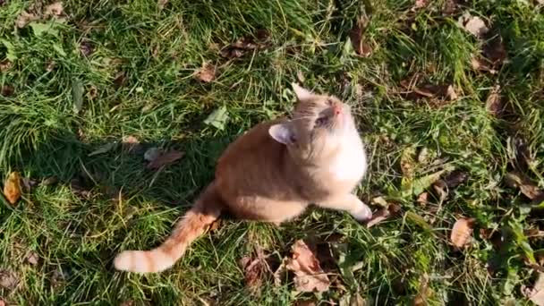 Gato Grama Com Folhas Joga Dia Ensolarado Quente Gato Gengibre — Vídeo de Stock